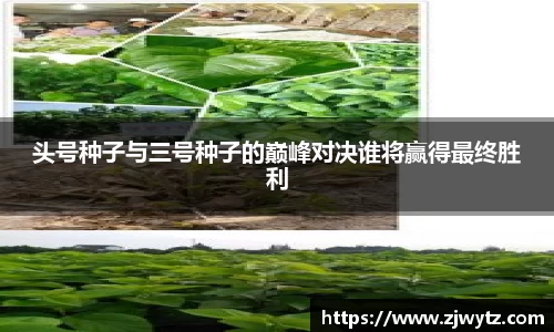球速体育